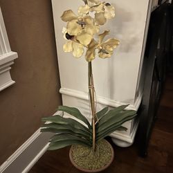 House Plant Decor - Orchid
