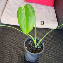 Rutted Monstera Deliciosa Cuttings