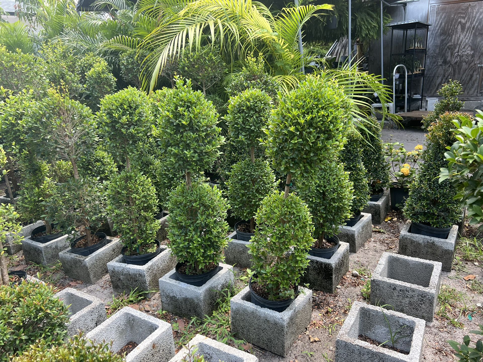 Topiary Double In 3 gls Pot. $25 Each.SPECIAL PRICE 🤩