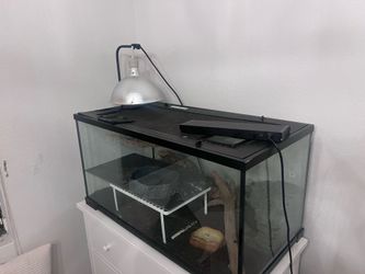 40 Gallon reptile tank with everything you see here lamp, cave food and water bowls