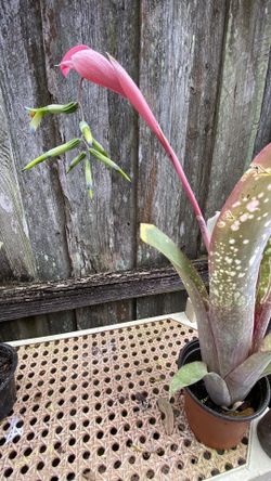 QUEEN’s TEARS Bromeliads Plants