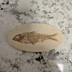 Antique Fish Fossil From Wyoming About 4 Inch 