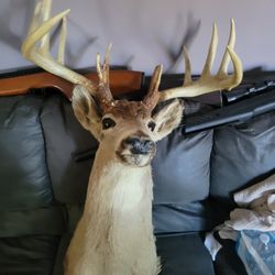 Vintage 11point whitetail buck with paperwork 