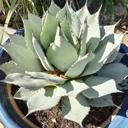 Agave Plant 