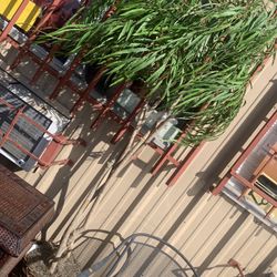 Big Artificial Plant 