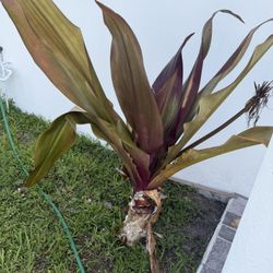 Large Queen Emma Plants 
