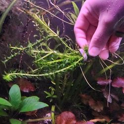 Anacaris Stem Plant - Aquarium Plants