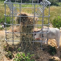 Bird Run Milking Stand Hsy Feeders 