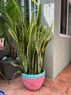 Snake plant