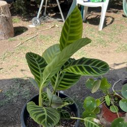 Indoor Plant