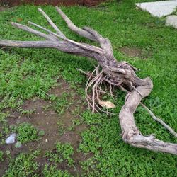 Natural Driftwood For Aquariums Terrariums Decor Etc 