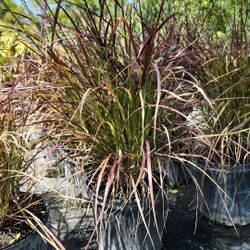 Red Fountain Grass - 3gl