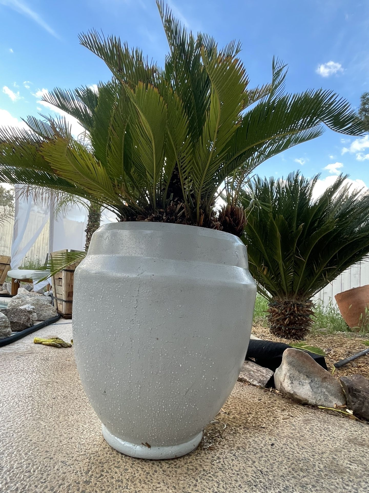 Beautiful Resort Style Sago Palm Tree Plant In Large Planter 