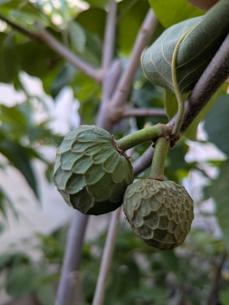 Grafted Doctor White Atemoya