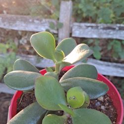 Jade Plant