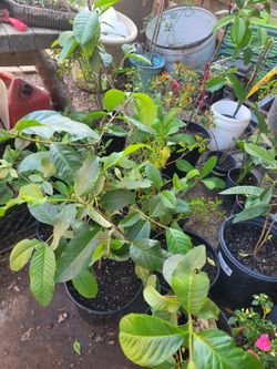 Guava Trees