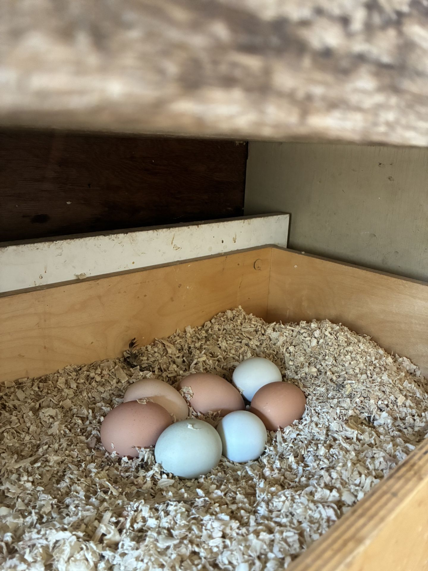 Fresh Eggs, Green beans, Cayenne Peppers