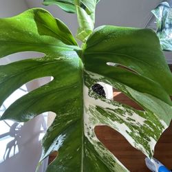 Monstera Albo Whole Plant 
