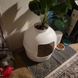 Cat Litter 
