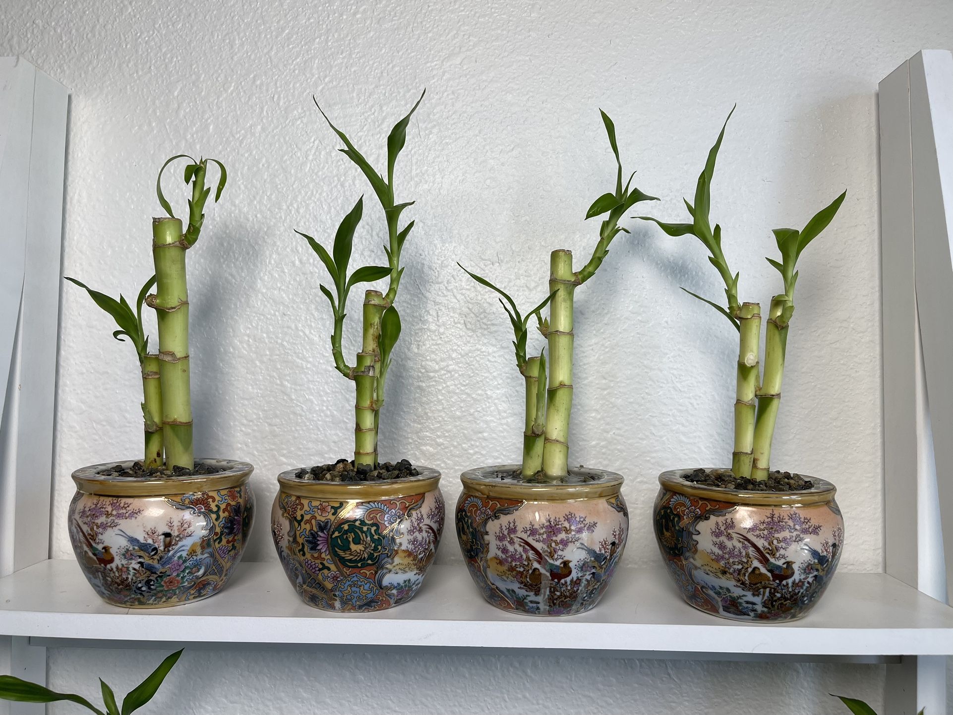 Lucky Bamboo Plants With Asian Vase $5 each. Firm Price.