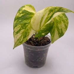 Pothos-variegated 