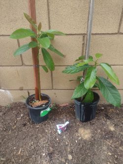 Avocado Saplings