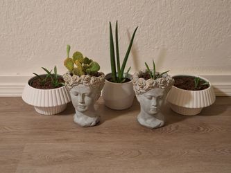 Set of 5 Decorative Planters with Live Succulents & Cacti