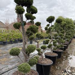 Torulosa Juniper Bonsai 