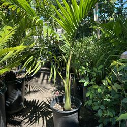 King Palm Tree 5 Gallon