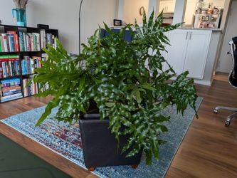 Kangaroo Paw fern