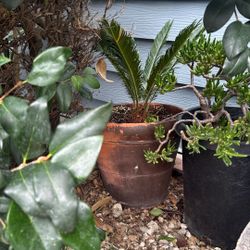Sago Plant