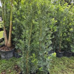 Podocarpus Over 6 Feet Tall Full Green  Fertilized  Ready For Planting Instant Privacy Hedge  Same Day Transportation 