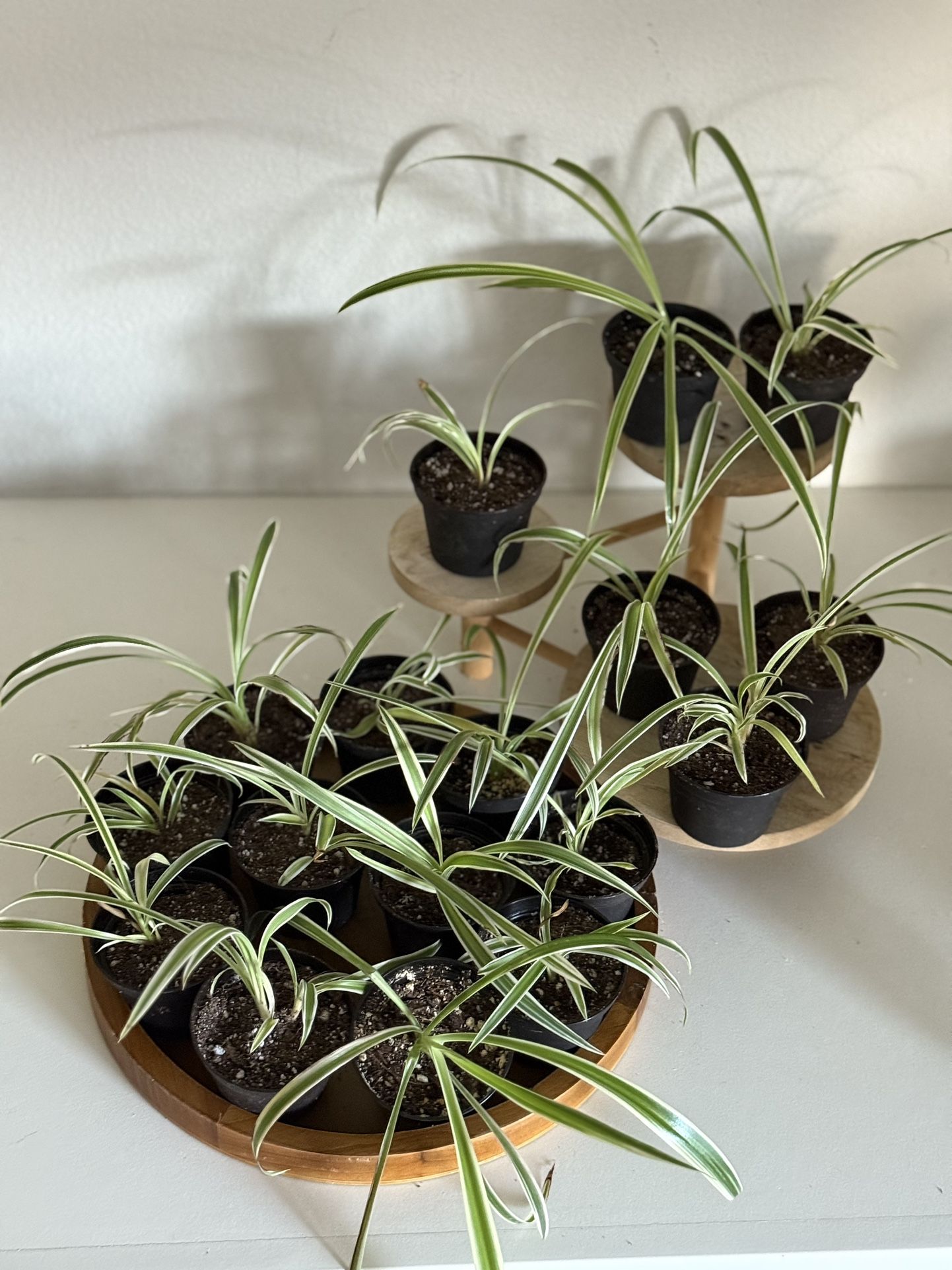 Reverse Variegated Spider Plants - Rooted And Potted