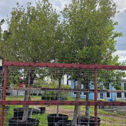 Arboles De Encinos De 65gallones 14ft Tall 