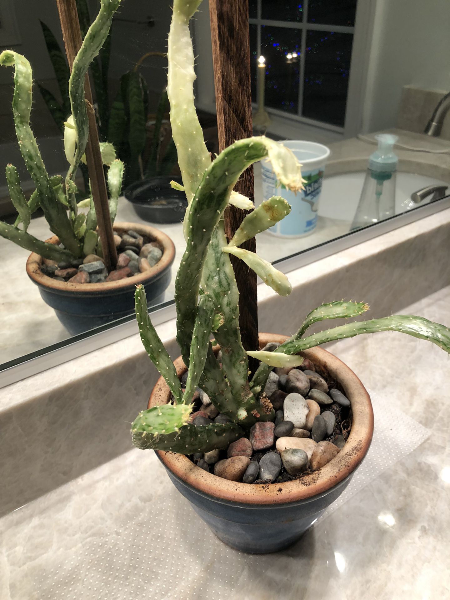 Cactus plant in a blue ceramic pot Live Plant
