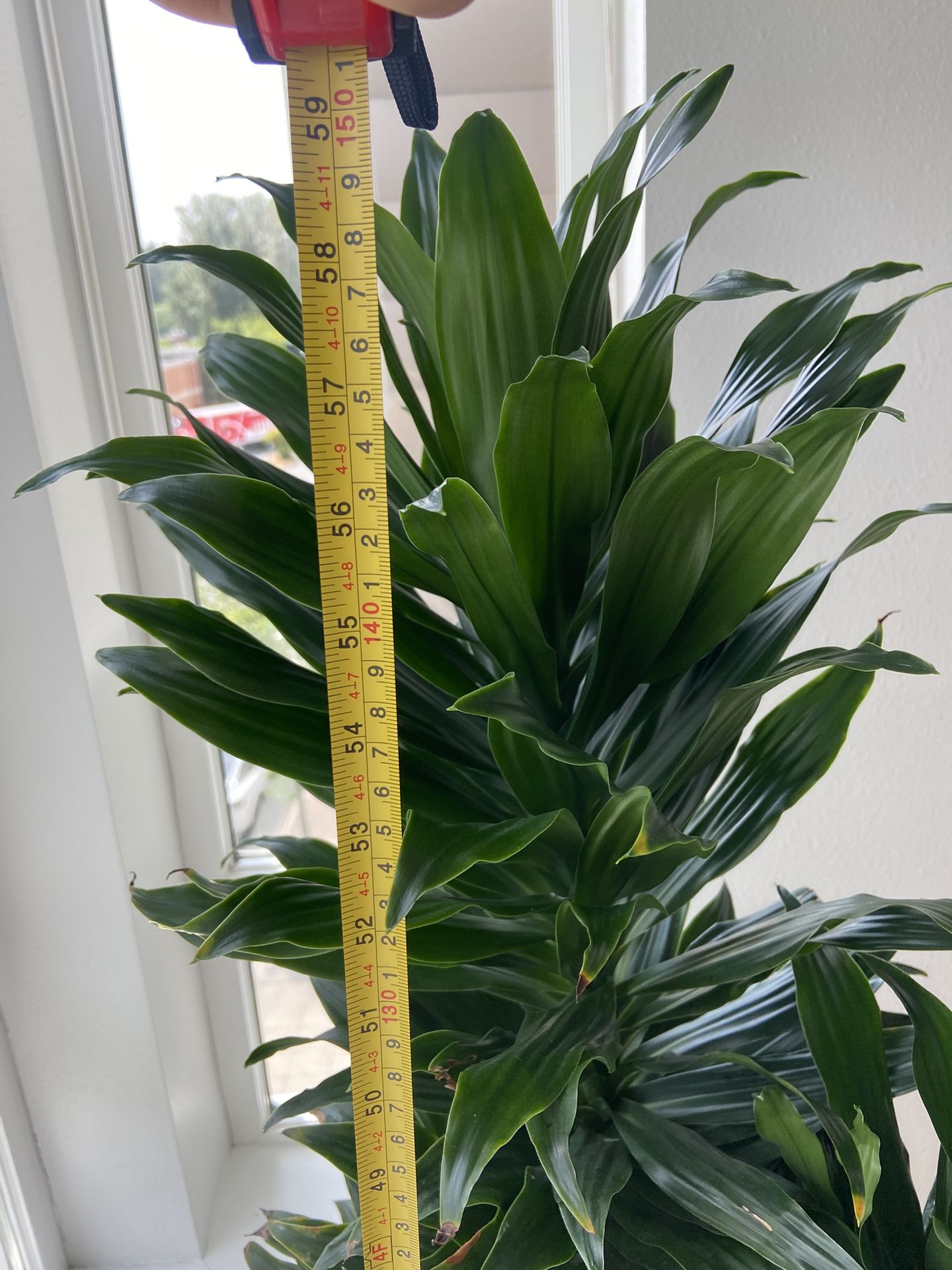 Natural plant _ Dracaena Janet