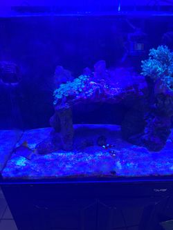 40 gallons salt water fish tank