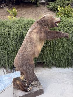 Bear