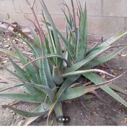 Free Aloe Vera Plants 