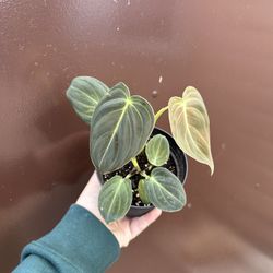 4” philodendron melano 