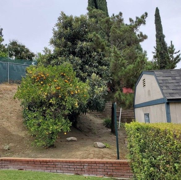 Trimming Tree 