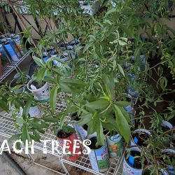 Yellow White Peach Nectarine Trees 