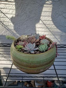 Succulent Arrangement Ceramic Pot
