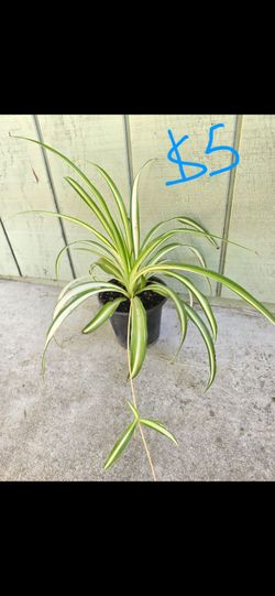 Plant