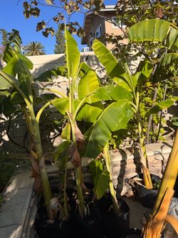 Banana trees