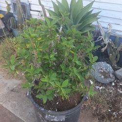 Crown Of Thorns Succulent Plant