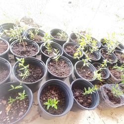 Healthy Pomegranate Tree in Pot – Approx. 8-11 in tall