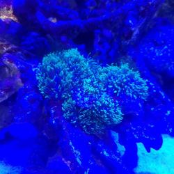 Coral food hairy mushrooms