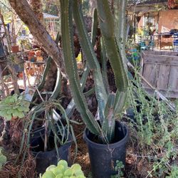 Landscaping Euphorbia Candelabra Cactus  Succulent Tree