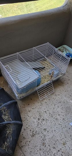 Guinea Pig cage